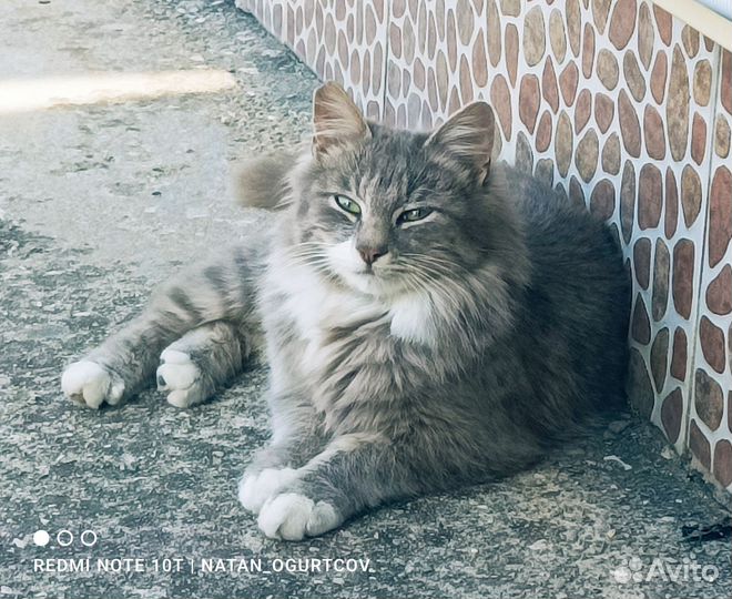 Сибирский котик