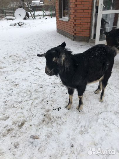 Продаются козы
