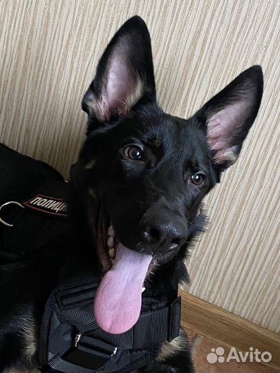 Собака на вязку