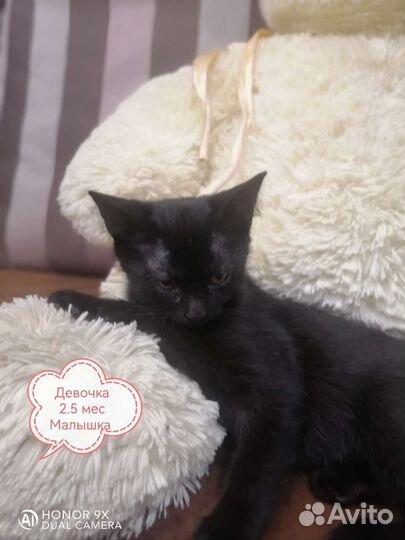 Котята в добрые руки