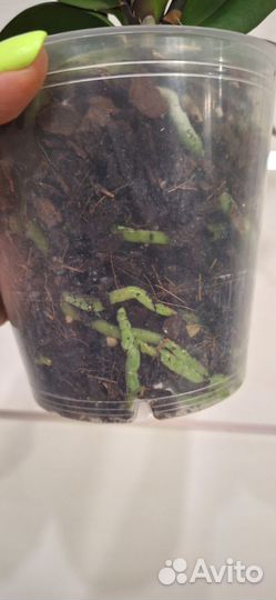 Орхидея Фаленопсис Восковик Беллинзона