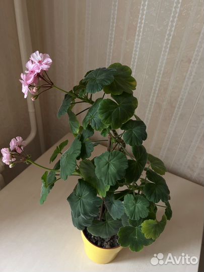 Пеларгония герань, Спатифиллум (женское счастье)