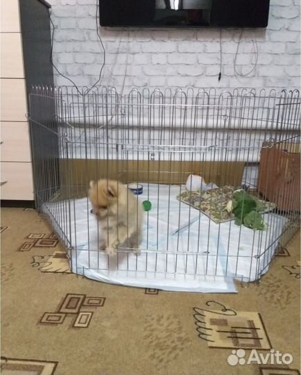 Вольер для собак