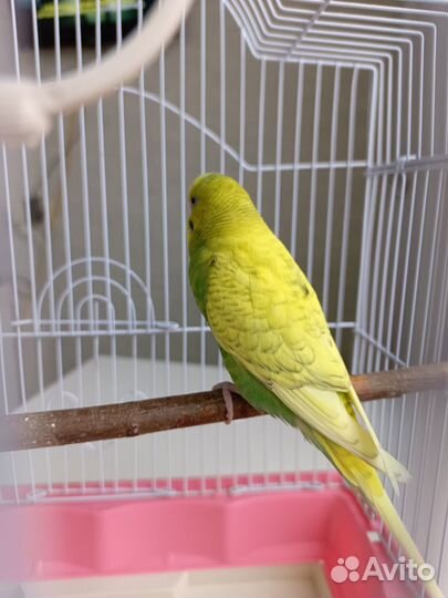 Волнистый попугай