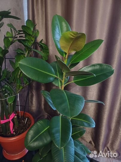 Цветы для дома и офиса