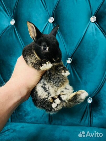 Кролики мини разные породы карликовые