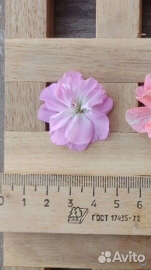 Пеларгония сортовая Пармское небо