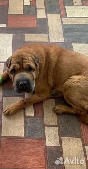 Потерялась собака