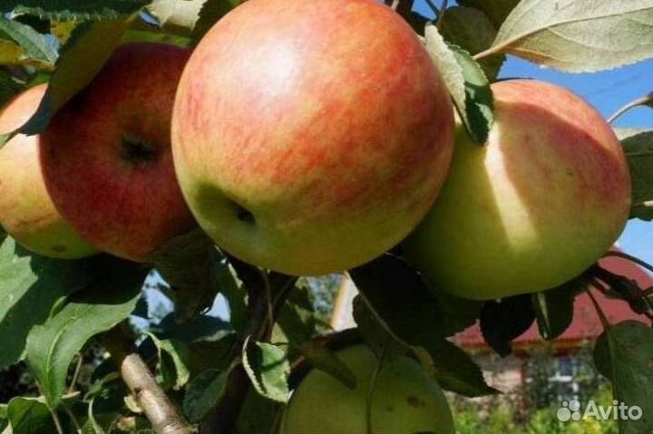 Саженцы яблони Мечта