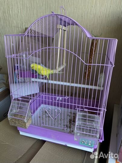 Волнистый попугай