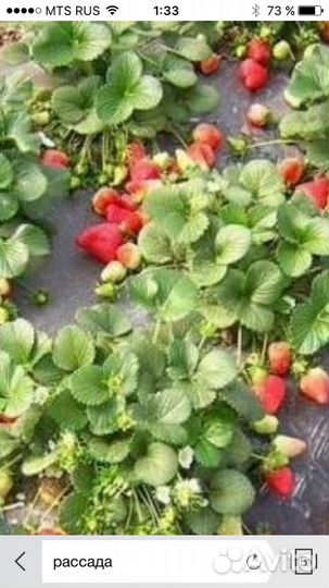 Рассада,саженцы