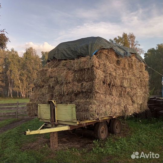 Сено в брикетах