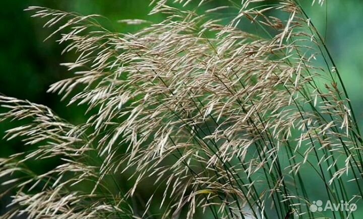 Семена костра