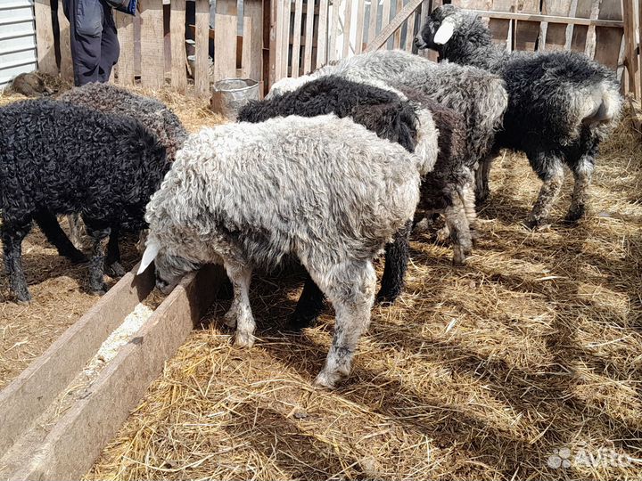 Ягнята (ярочки и баранчики) по мере отбивки
