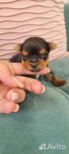 Щенки Йоркширский терьер