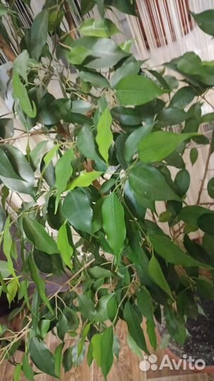 Фикус бенджамина большой