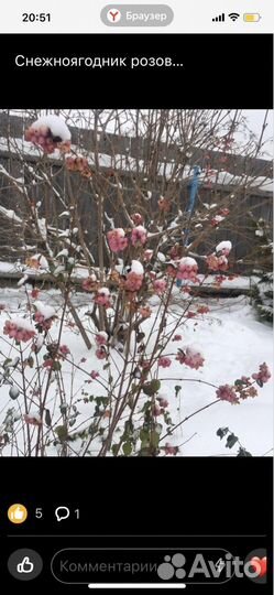 Снежноягодник