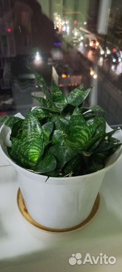 Комнатные цветы