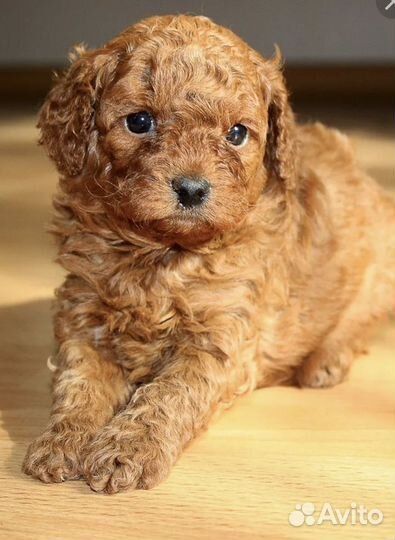 Щенки той пуделя