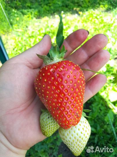 Рассада клубники азия+
