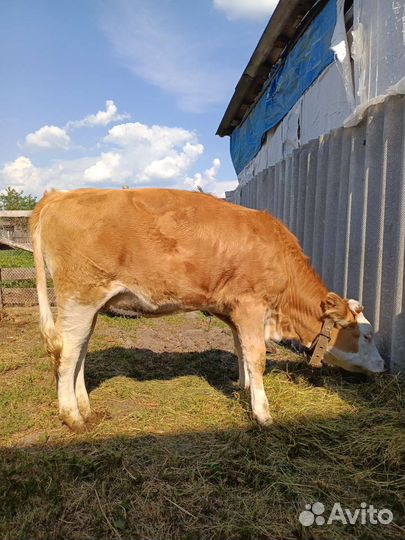 Телка 10 мес