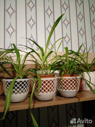 Хлорофитум.продаю без горшков.цена за штуку