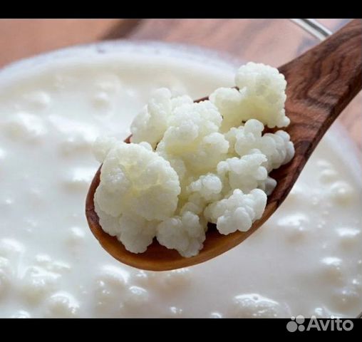 Тибетский молочный гриб