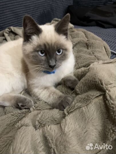 Котенок мальчик сиам