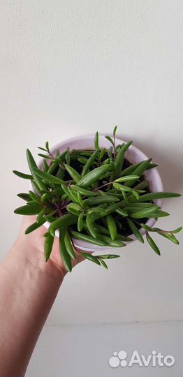 Крестовник Пурпл Флеш