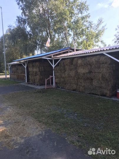 Сено люцерны в тюках