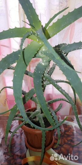 Алоэ столетник