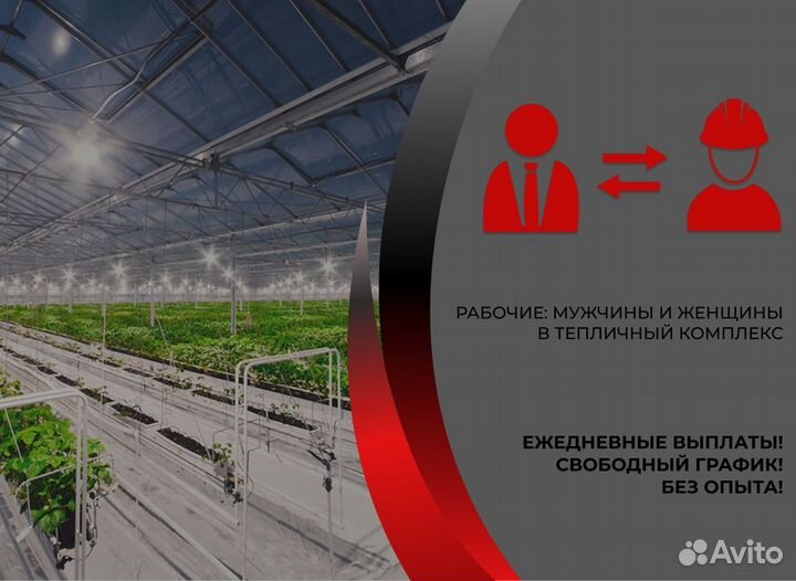 Разнорабочий В Тепличный Комплекс Без Опыта