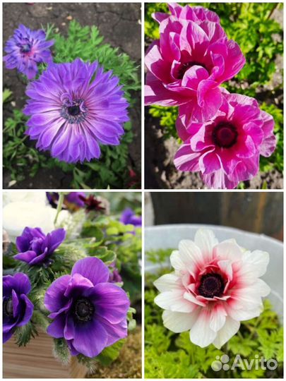 Клубни Корончатых и Махровый Анемонов