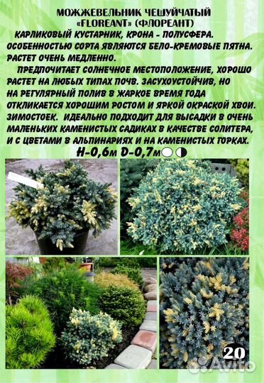 Можжевельник