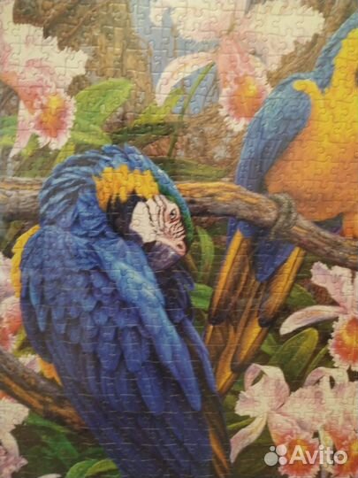 Картина из пазлов попугаи