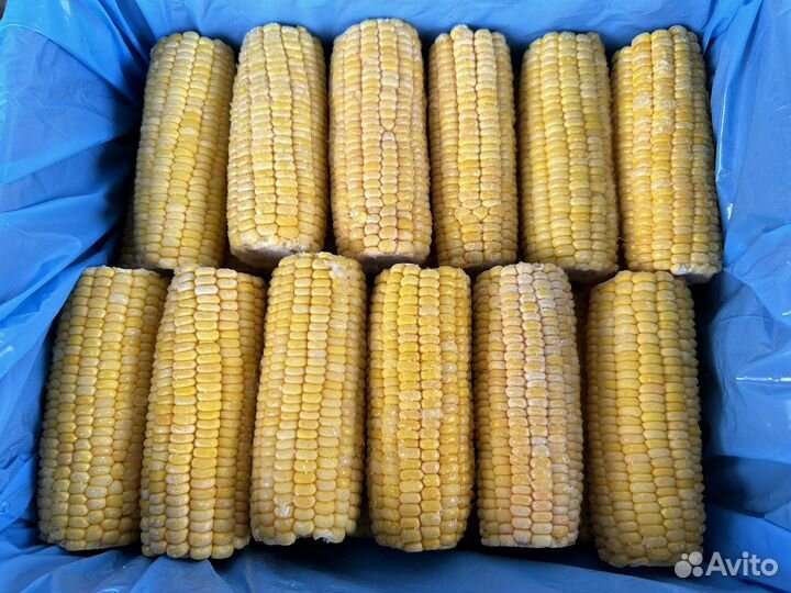 Кукуруза