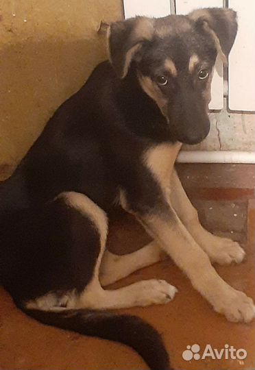 Щенок мальчик