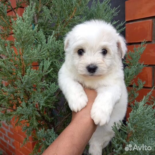 Щенки мальтипу мальчик