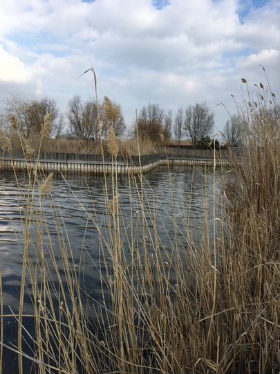 Участок 34 сот. (ИЖС)