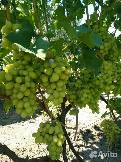 Черенки винограда