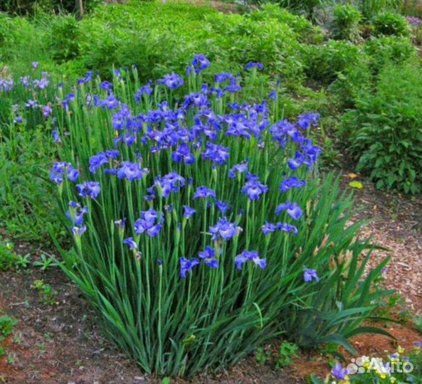 Многолетние растения для сада