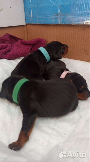 Щенки цвергпинчера