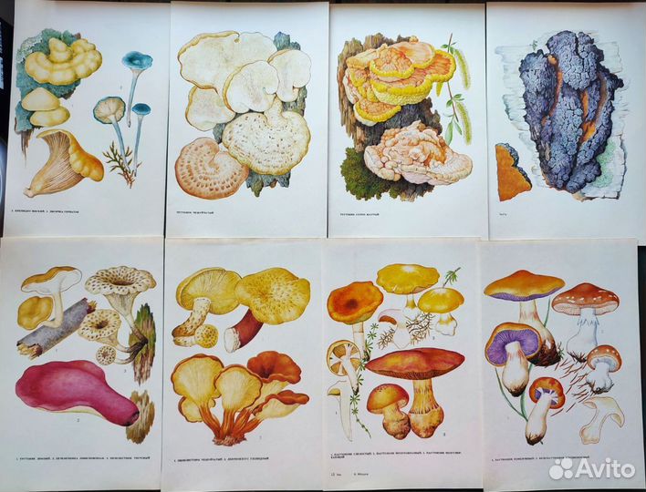 Ботанические иллюстрации грибы