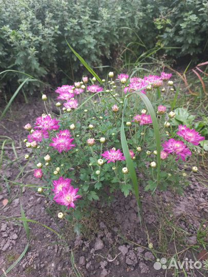 Хризантема мультифлора