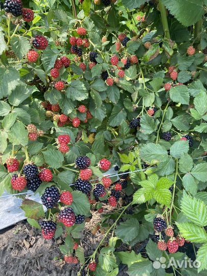Ежевика Малина Ежемалина Тибетская Жимолость Вишня