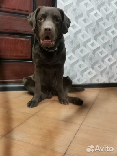 Кобель лабрадора вязка