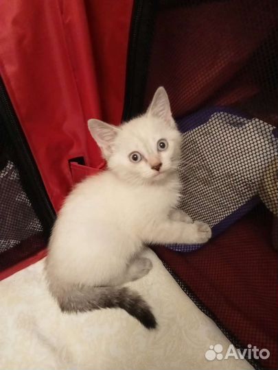 Кошки в добрые руки