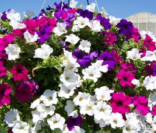 Рассада цветов. Петуния. Бархатцы. Виола