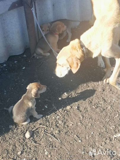 Щенки русской гончей