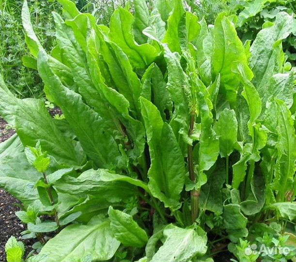 Мята шоколадная.Щавель.Радиола розовая.Василек